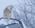 Wildlife